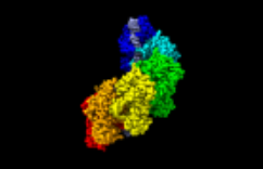 RADS51 image